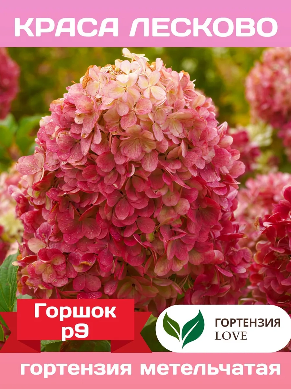 Краса Лесково гортензия метельчатая