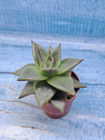 Echeveria Agavoides (Эхеверия)