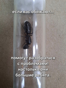 Camponotus Compressus (Островные муравьи)