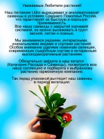 Остеоспермум Белая ложка Маргариты