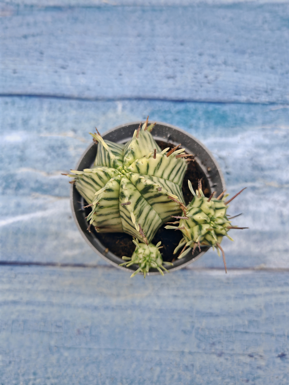 Euphorbia meloformis f. Variegated (Эуфорбия вариегатная)