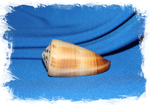 Conus ferrugineus, Конус ферригинеус