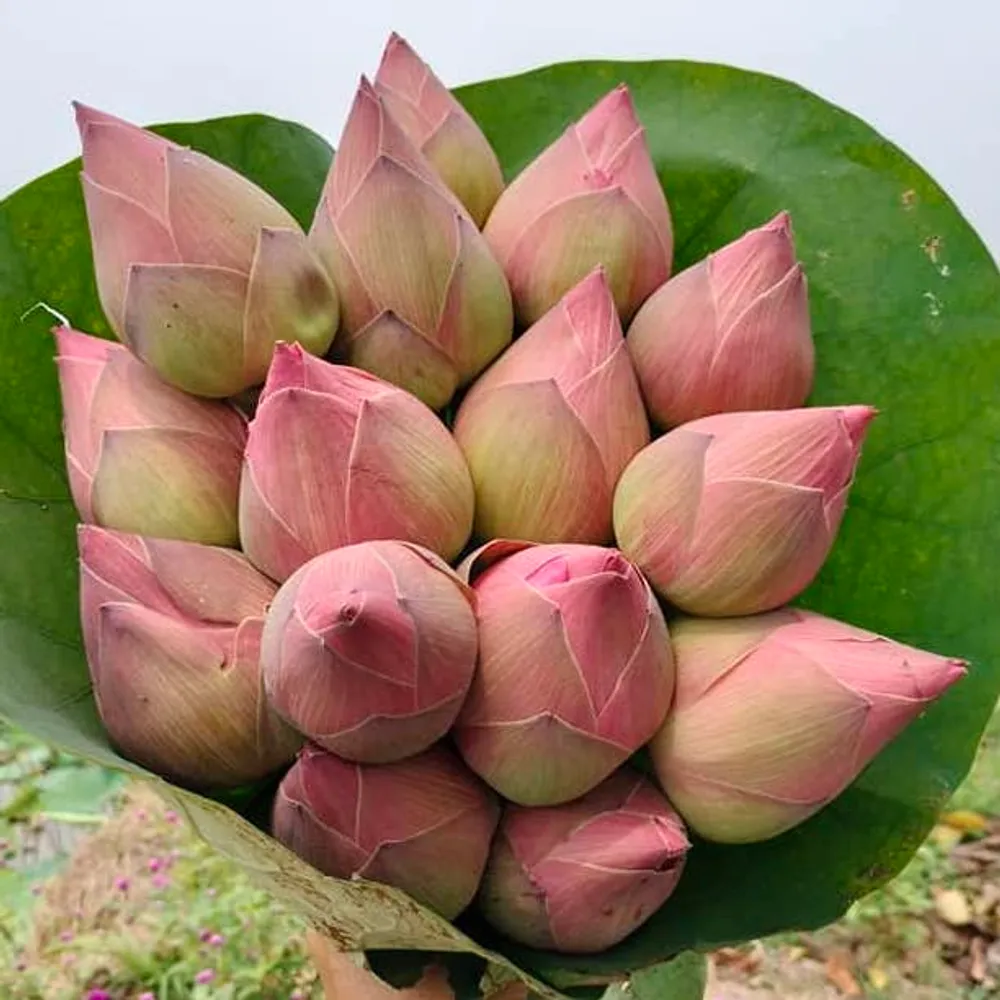 Лотос священный розовый Nelumbo Nucifera семена 2 шт