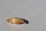 Раковина Стромбус дентатус (Tridentarius dentatus)