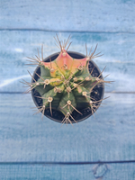 Gymnocalycium Variegata (Гимнокалициум Вариегатный)