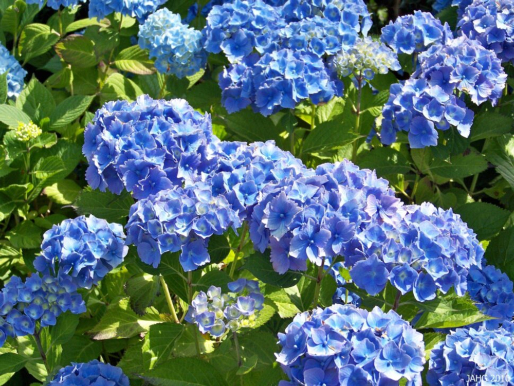 Хэппи Блю (Happу Blue) р14 Европа весна 2027 г.