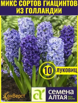 Гиацинты луковицы для посадки 10 шт. Микс цветов