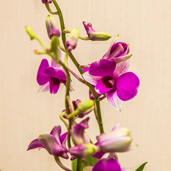 Дендробиум-Фаленопсис (Dendrobium Phalaenopsis) 4934
