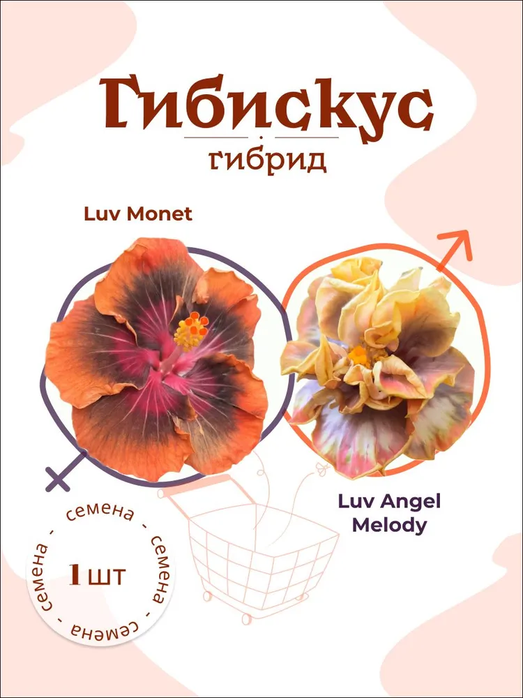 Гибискус Luv Monet x Luv Angel Melody семя, 1 шт.