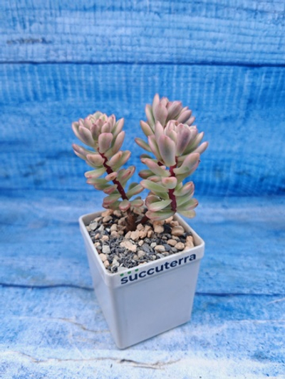 Sedum Alice variagate (Седум)