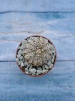 Astrophytum Asterias "Super Kabuto" (Астрофитум)