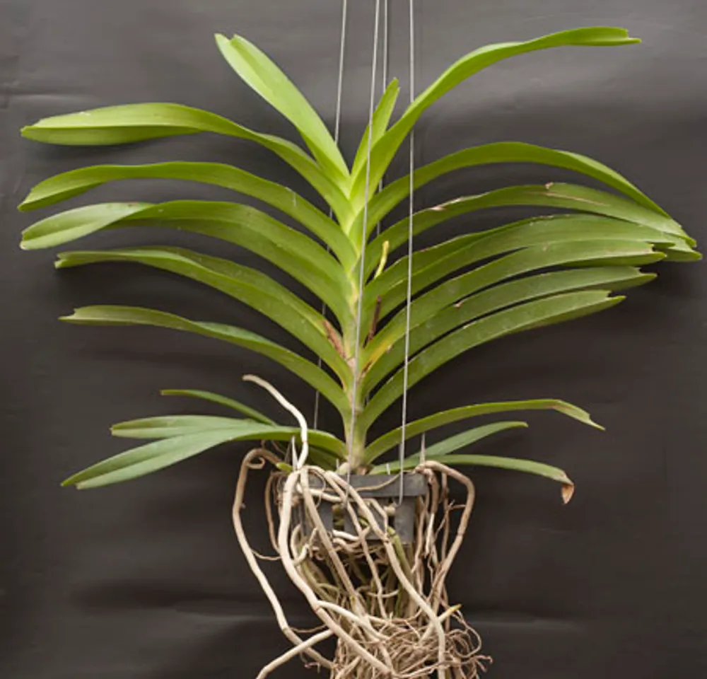 Орхидея Ванда (Vanda orchid) #1