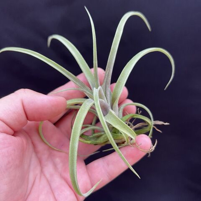 Тилландасия streptophylla x novakii , атмосферное растение