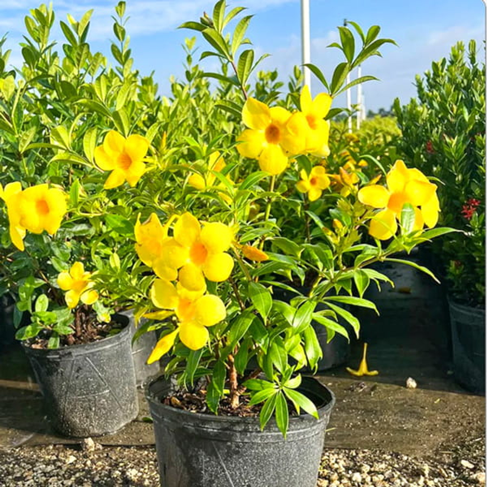 Алламанда карликовая – Allamanda compact