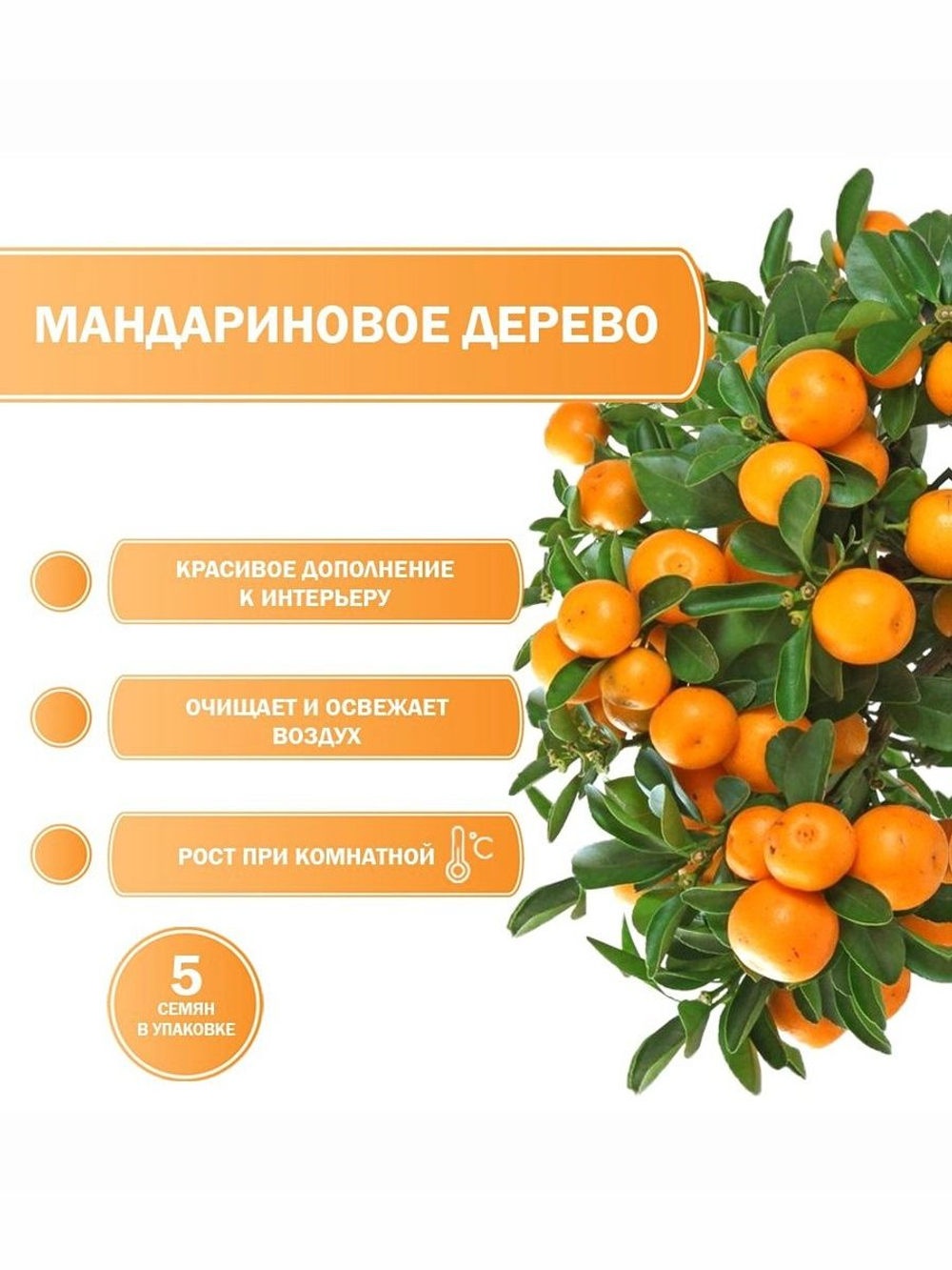 Мандариновое дерево, Мини-мандарин, каламондин ( семена 5 шт х 1 упаковка )