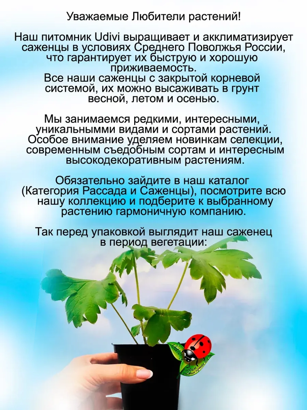 Дельфиниум Синяя Птица Blue Bird