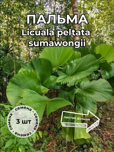 Пальма Ликуала Licuala peltata var. sumawongii семена 3 штуки