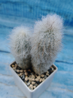Austrocephalocereus dybowskii (Аустроцефалоцереус )