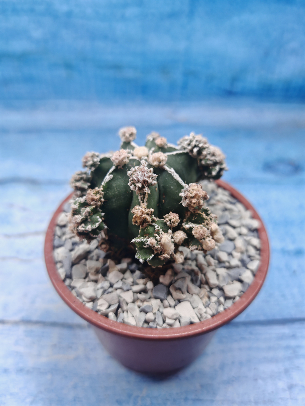 Astrophytum Myriostigma "Hakujo Fukuryu" (Астрофитум)