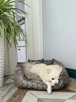 Лежанка для собак и кошек 60*45 домик для кошки