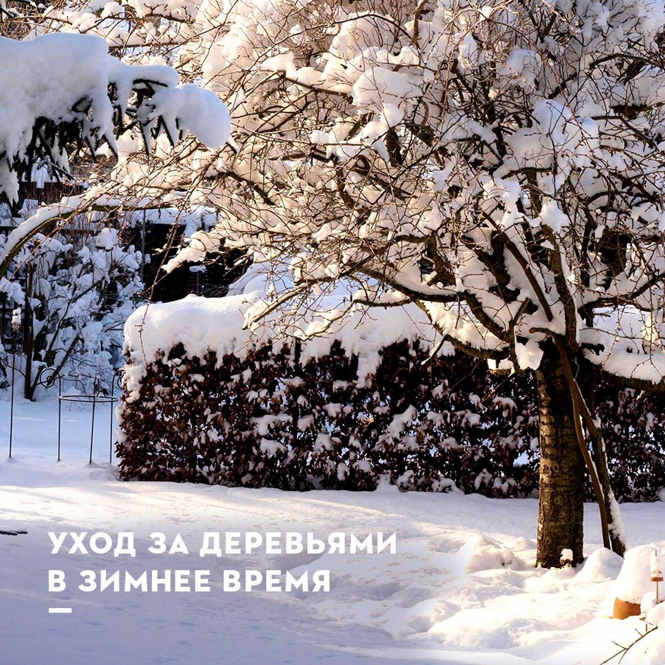 Уход за садом зимой: советы по защите растений