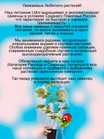Малина Рафики бесшипная ремонтантная
