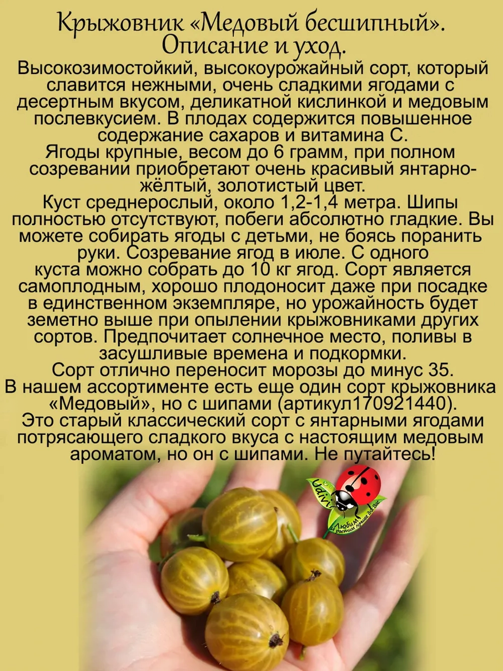 Крыжовник Медовый бесшипный