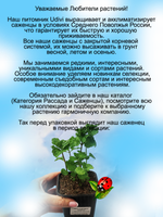 Мята Криспа кудрявая кучерявая
