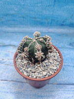 Astrophytum Myriostigma "Hakujo Fukuryu" (Астрофитум)