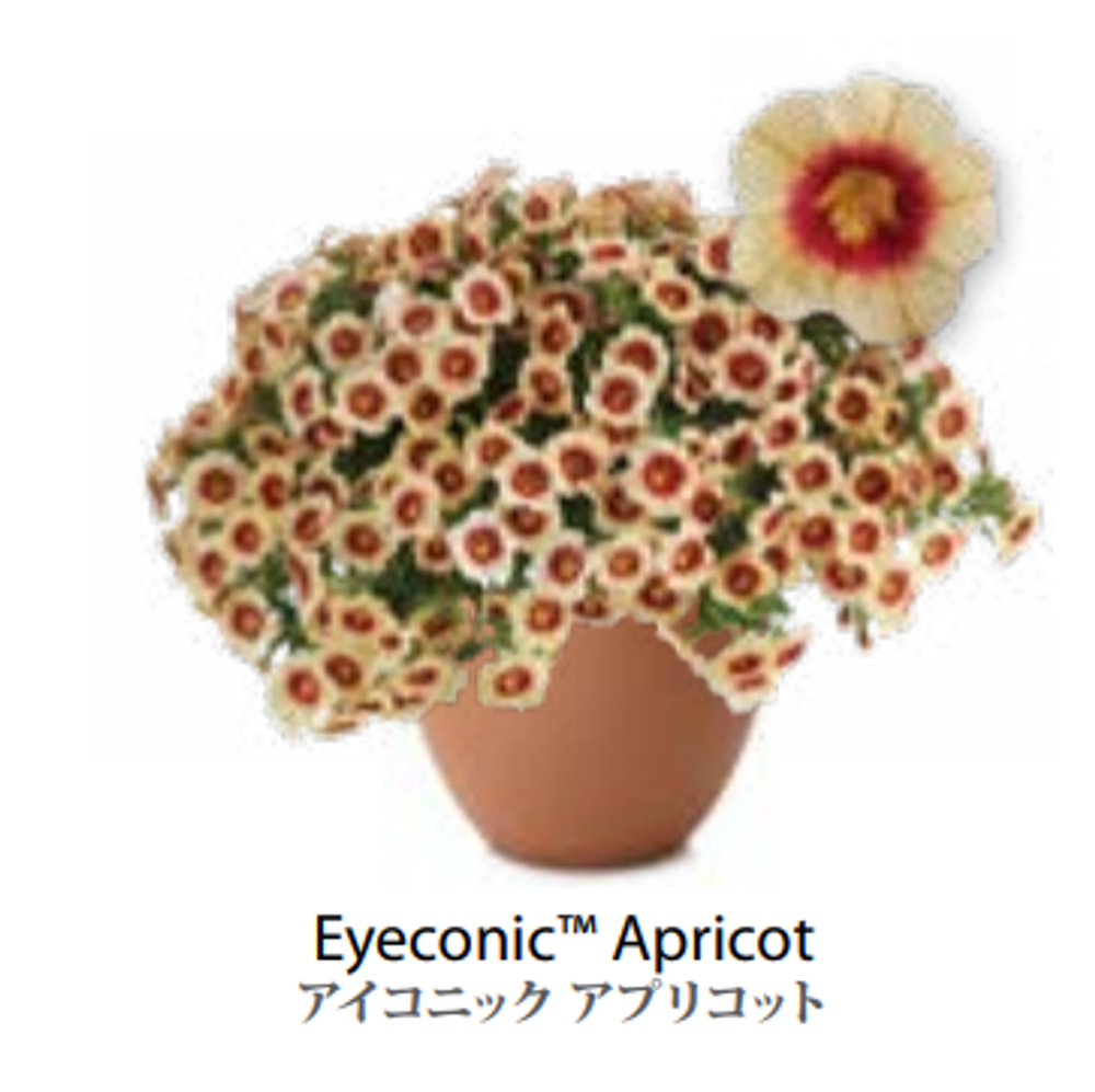 ЕВРО Калибрахоа EYECONIC Apricot укоренный черенок февраль поставка 16