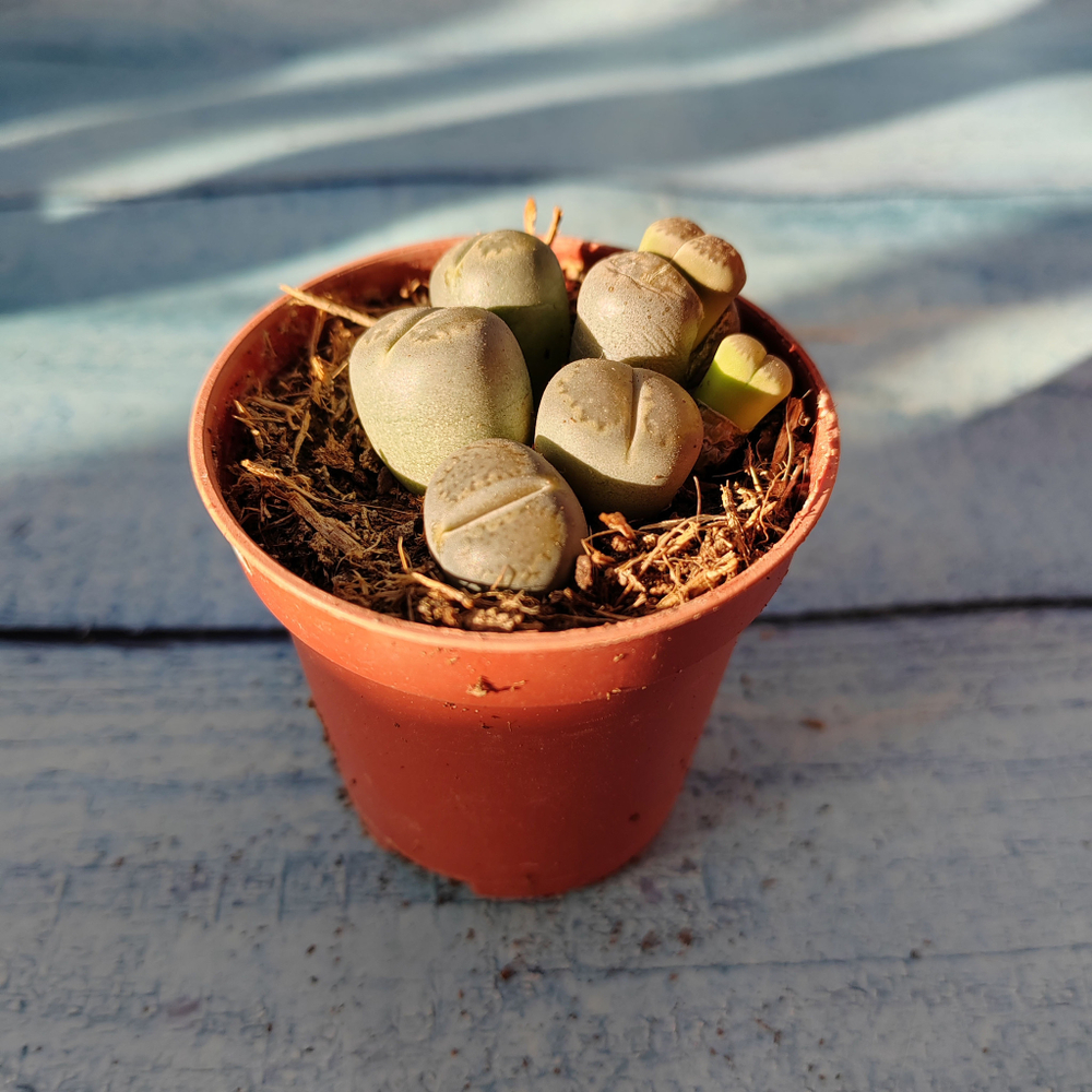 Lithops sp. (Литопсы)