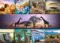 Pazl \ Puzzle \ Пазлы Puzzles - "1000" - Collage - Africa