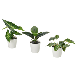 IKEA FEJKA  (ИКЕА ФЕЙКА)  -  Искусственное растение в горшке, 3 шт. - для дома и улицы/листья