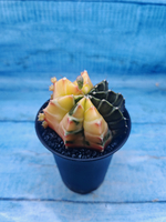Gymnocalycium Variegata (Гимнокалициум Вариегатный)