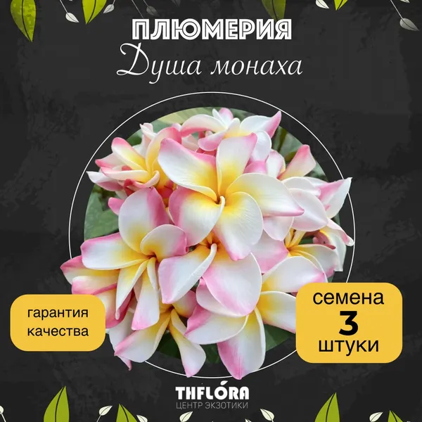 Плюмерия "Душа монаха" — семена, 3 шт.
