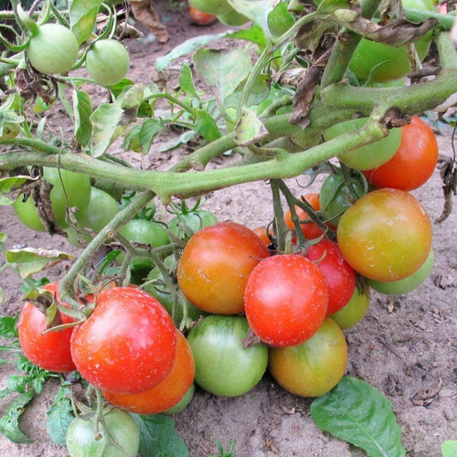 Помидоры Финский Карлик - Tomato Finnish Dwarf (Suomen kääpiö)