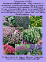 Шалфей Карадонна яркий фиолетовый сальвия