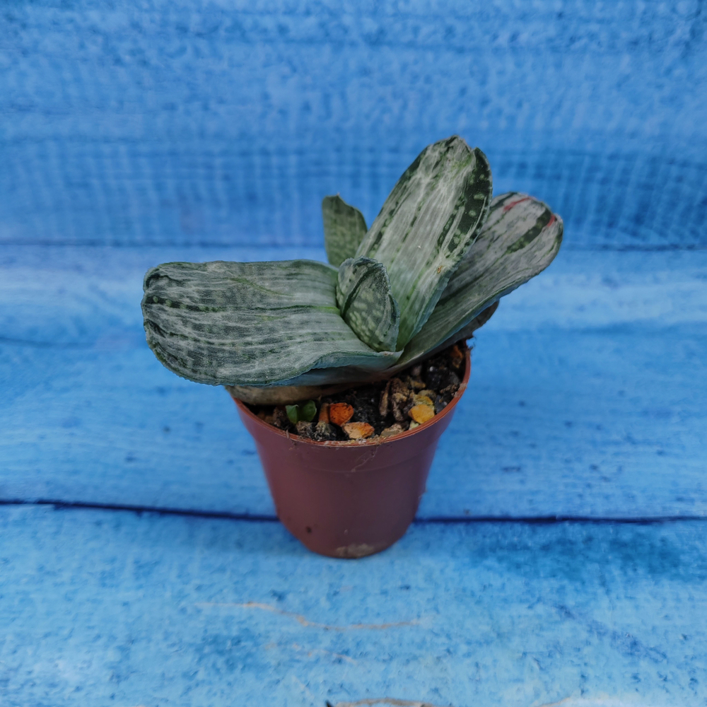 Gasteria Gracilis variegata (Гастерия)