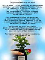 Хризантема Арес Пинк мультифлора