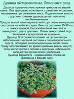 Душица Вариегата пестролистная орегано многолетняя
