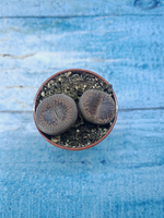 Lithops sp. (Литопсы)