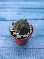 Суккулент Euphorbia Obesa (Эуфорбия)