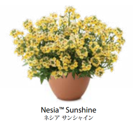 ЕВРО Немезия Nesia Sunshine укорененный ЕВРО черенок февраль поставка 21