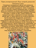 Перец Ушу пёстролистный острый домашний
