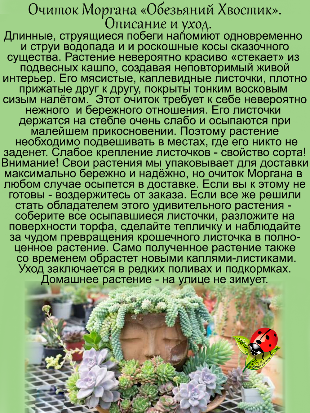 Очиток Моргана Обезьяний хвостик