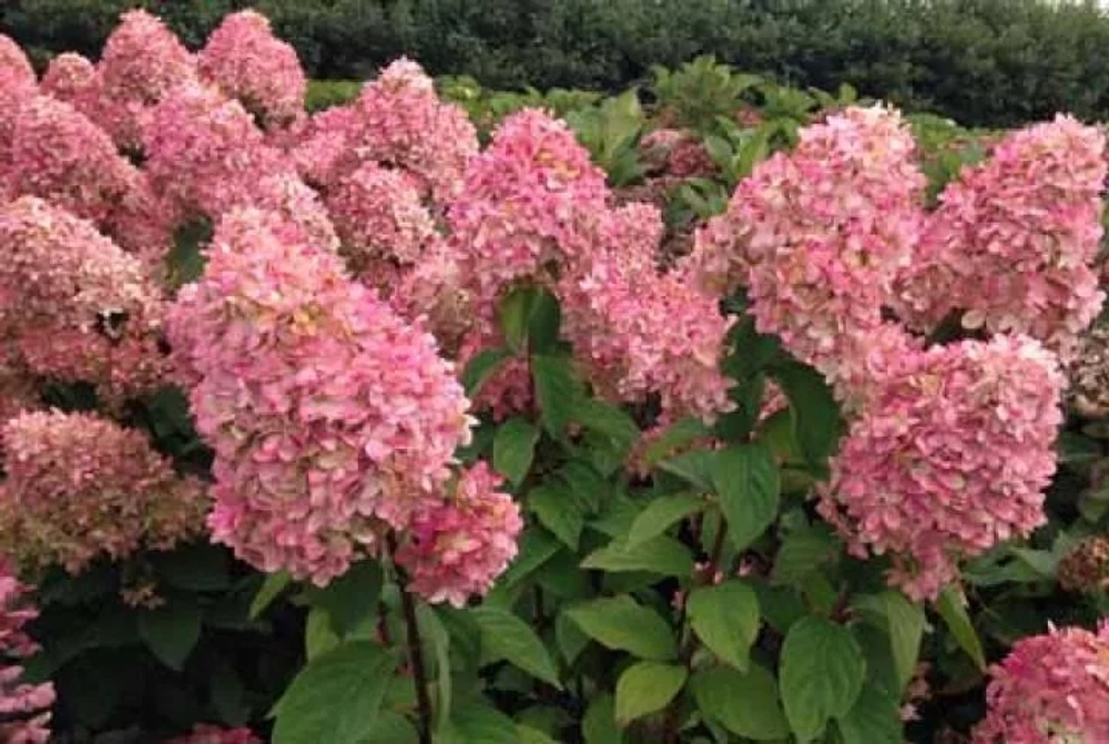Мэджикал Кэндл / Бокрафлейм Hydrangea paniculata Magical Candle / Bokraflame