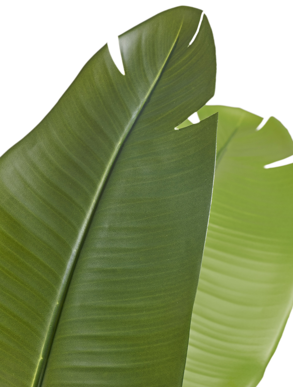Стрелиция New Style зелёная в-180 см (20 листов) (Sensitive Botanic) UV-защитой 2/2 10.072436N/UVG