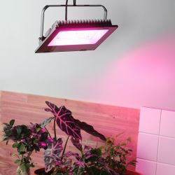 Фитопрожектор для растений светодиодный ЭРА FITO-100W-RB-LED для цветения и плодоношения красно-синего спектра 100 Вт | Фито прожекторы
