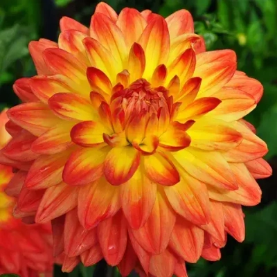 Георгина Labella Medio Fun Orange Flame G7
