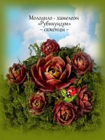 Молодило Хамелеон Рубикундум